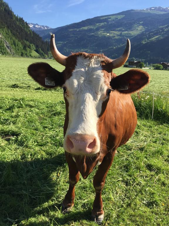 Appartement Kuen Zell am Ziller Oda fotoğraf